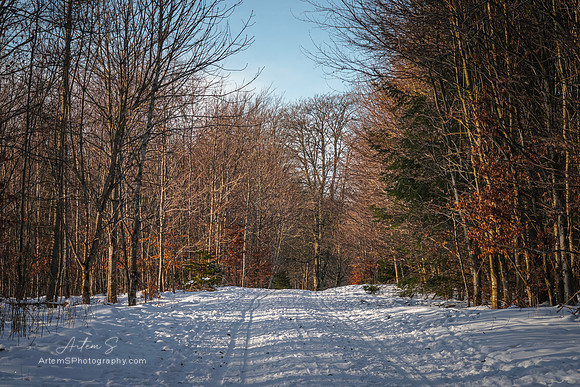 Forest