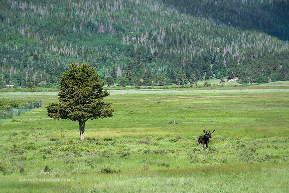 Moose and Tree