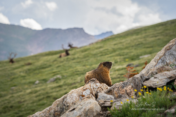 Marmot