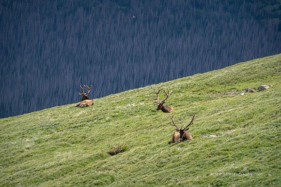 Elks from Marmot Point Trail