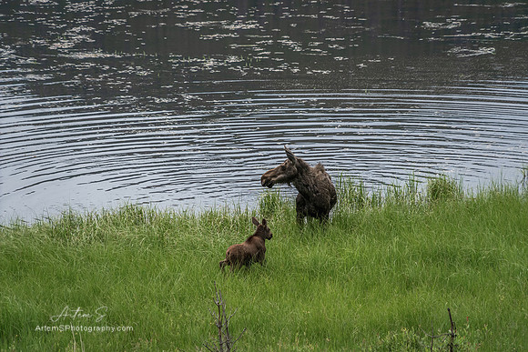 Moose
