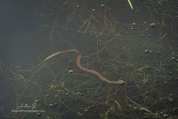 Lily Lake - Snake