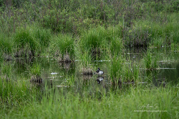 Lily Lake