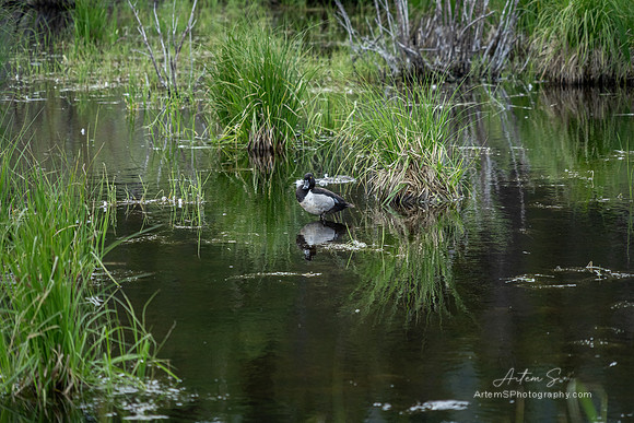 Lily Lake