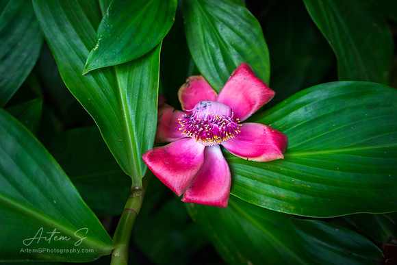 Red Flower