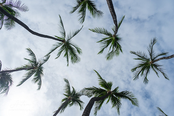 Pulm Trees