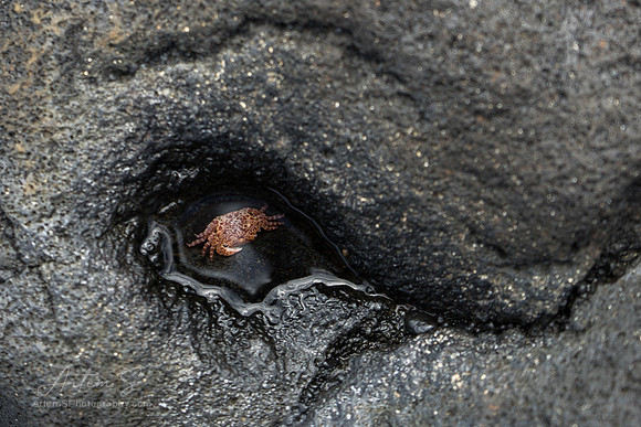 Eye