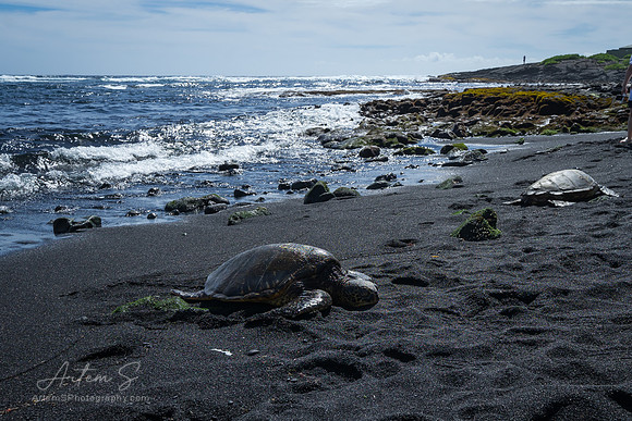 Punalu'u Black Sand Beach
