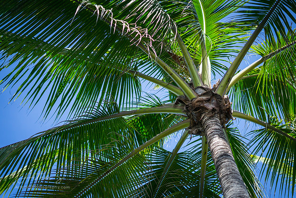 Pulm Tree