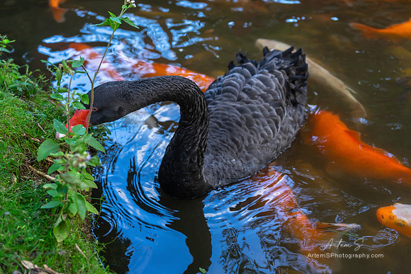 Black swan