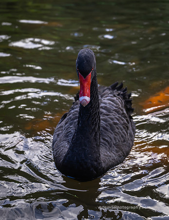 Black swan