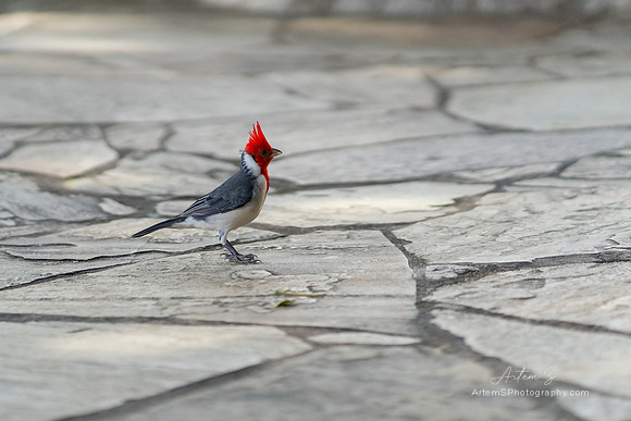 Red-crested cardinal