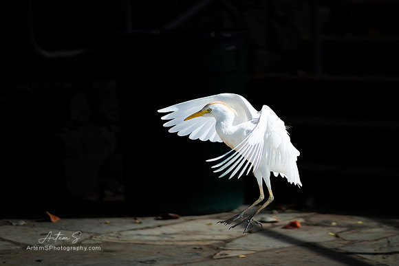 Cattle egret