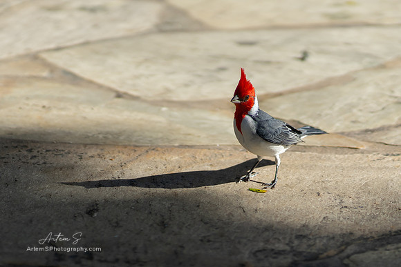 Red-crested cardinal