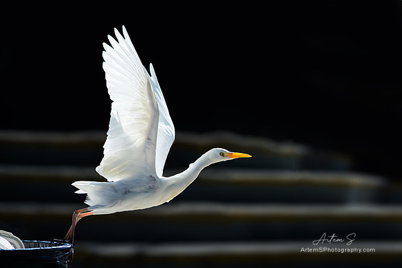Cattle egret