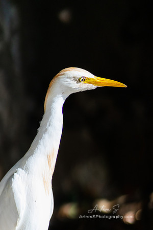 Cattle egret