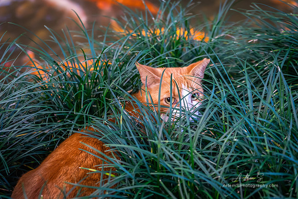 Temple Cat
