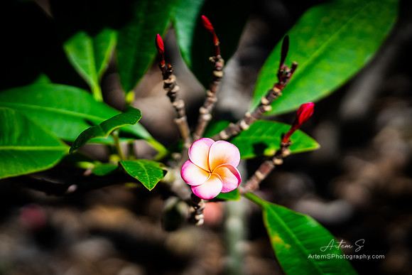 Plumeria