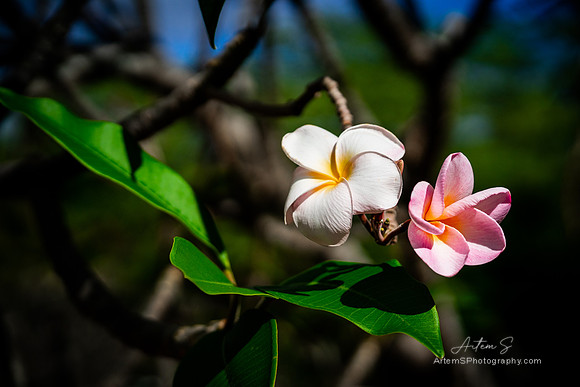 Plumeria