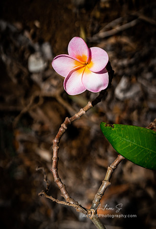 Plumeria