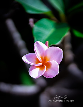 Plumeria