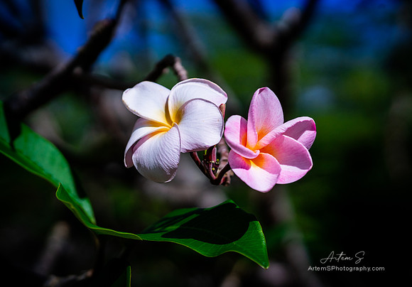 Plumeria