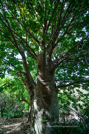 baobab in Koko Crater Botanical Garden