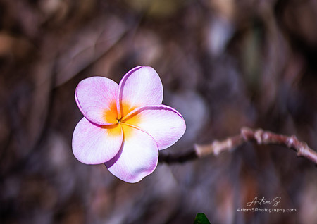 Plumeria