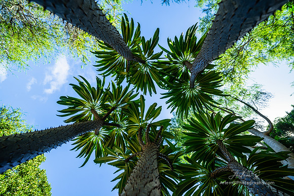 Koko Crater Botanical Garden