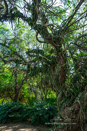 Koko Crater Botanical Garden