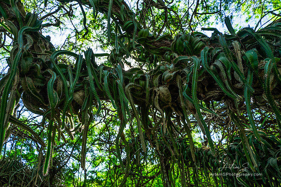 Koko Crater Botanical Garden