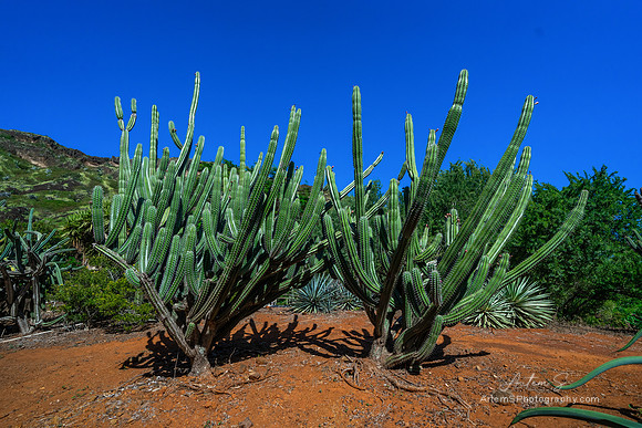Koko Crater Botanical Garden