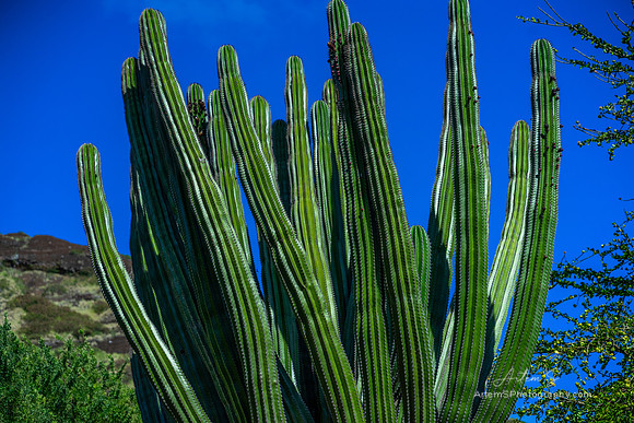 Koko Crater Botanical Garden