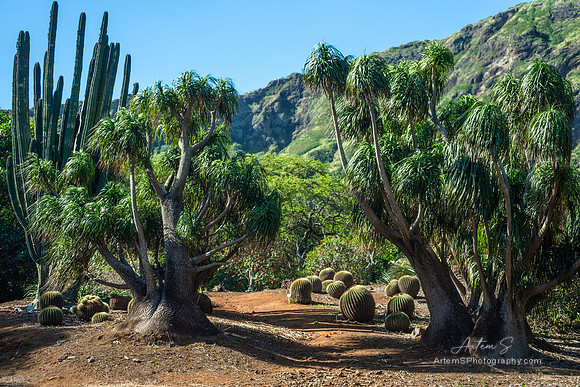 Koko Crater Botanical Garden