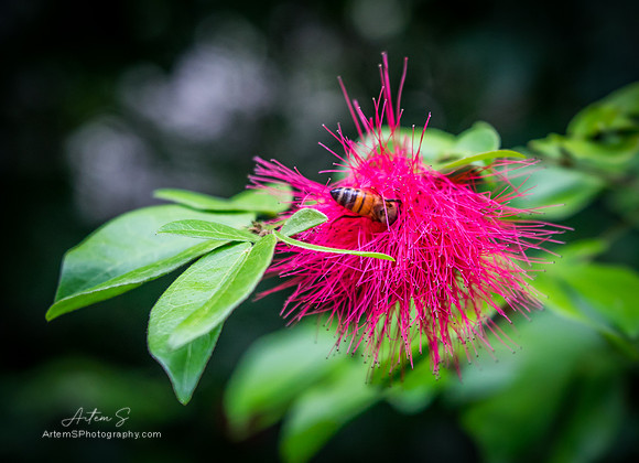 Bee in the flower