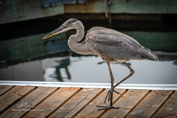 Heron