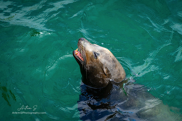 Sea Lion