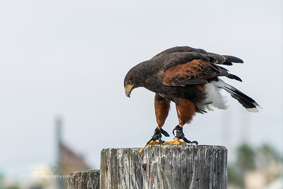 Falcon