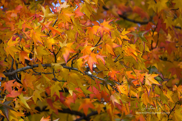 Colors of Autumn