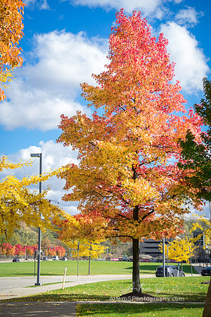 Colors of Autumn