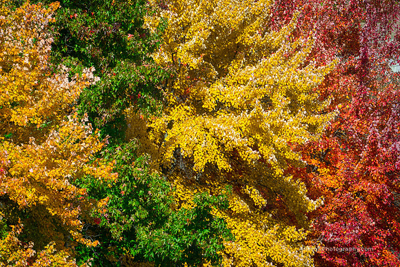 Colors of Autumn