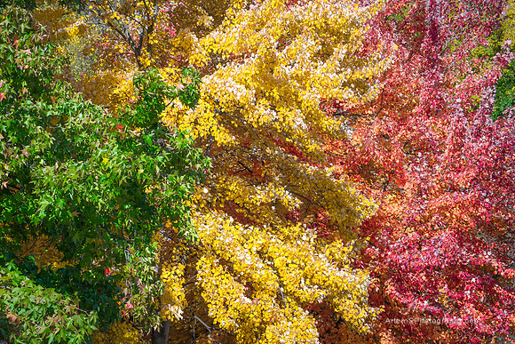 Colors of Autumn