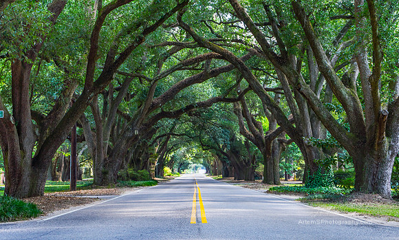 Avenue of Oaks - South Boundary, Aiken SC