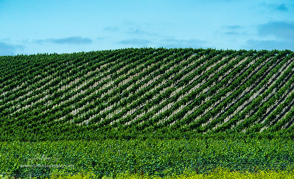 Field