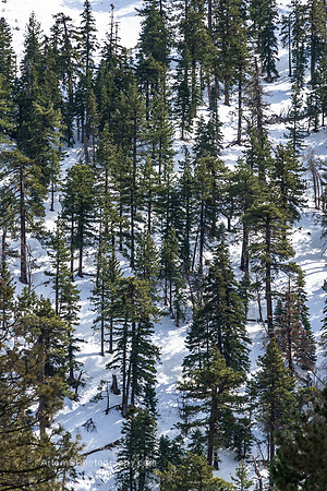 Big Pines