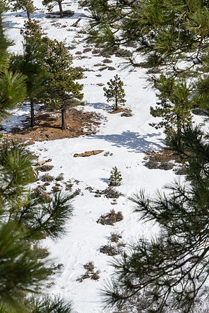 Big Pines