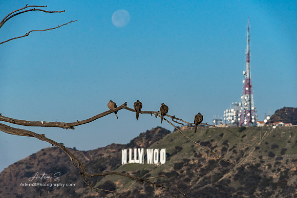 Hollywood sign