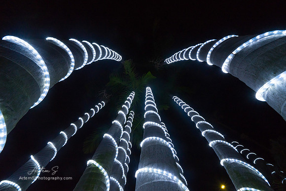 Palm tree