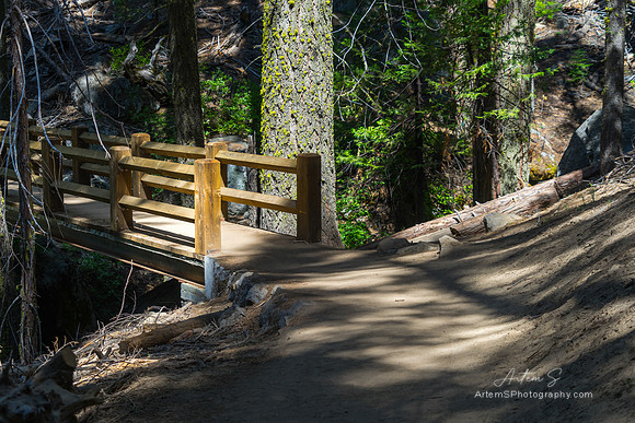 Mariposa Grove
