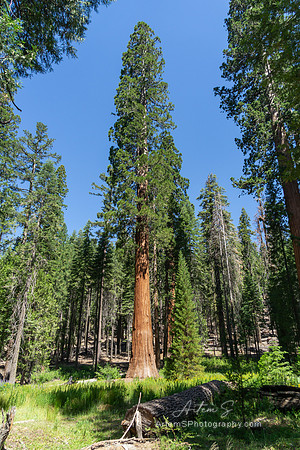 Mariposa Grove